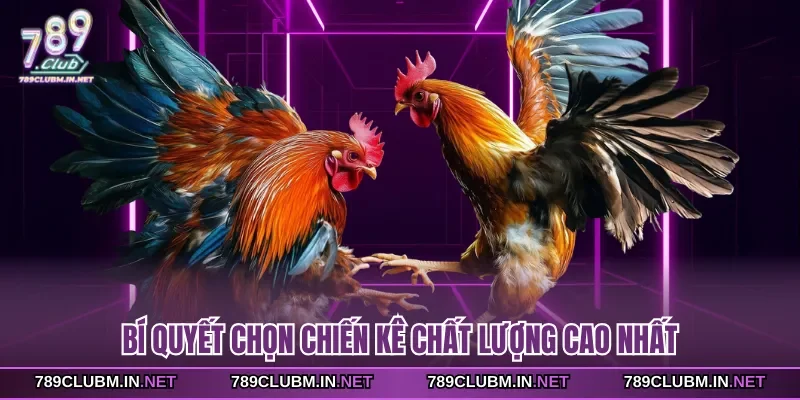 bi-quyet-chon-chien-ke-chat-luong-cao-nhat